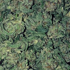 Buy Jamaican Pearl